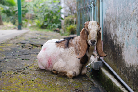 A goat is looking at the camera while sitting on the ground with bokeh or blurred background. Selective focus.の写真素材