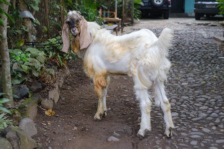 A white goat with a brown head is tied up and looking at the camera with blurred background. Selective focus. Eid Al-Adha or Idul Adha.の写真素材
