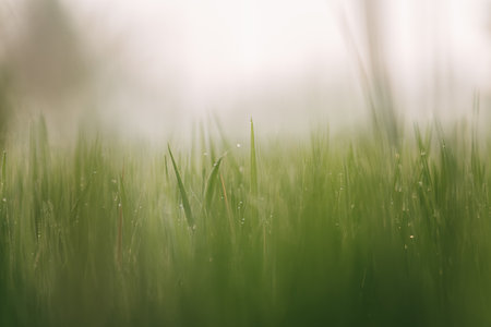 Green grass and sunset landscape with bokeh foreground and backgroundの写真素材