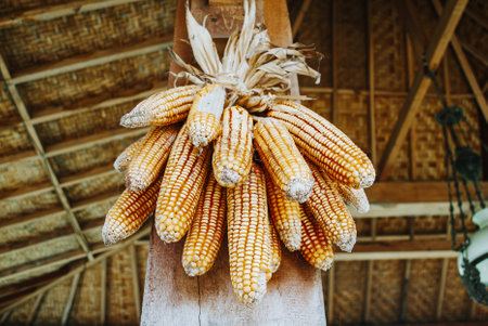 Harvested corn hanging on one of the pillars in a traditional Javanese houseの写真素材