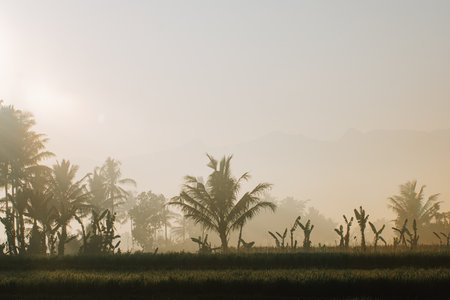 Rice field green grass environment with silhouette palm trees in the backgroundの写真素材