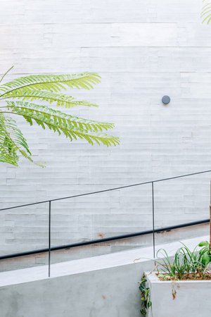Modern minimalist accessible stairs with black metal railing and a Dwarf Umbrella Tree on an...