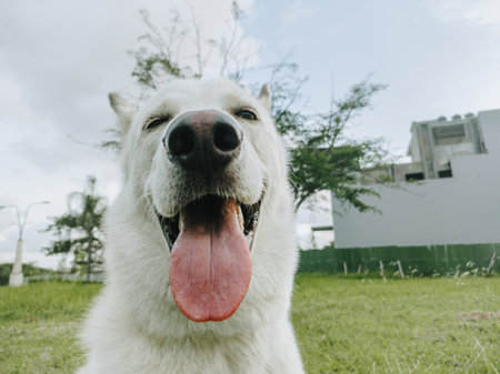 White Shepherd or Canaan or Mixed Siberian Husky Dog is sticking its tongue out with bokeh...