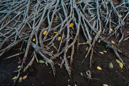 Banyan tree roots with yellow leaves scattered around them. The ground is covered in soil and leaves.の写真素材