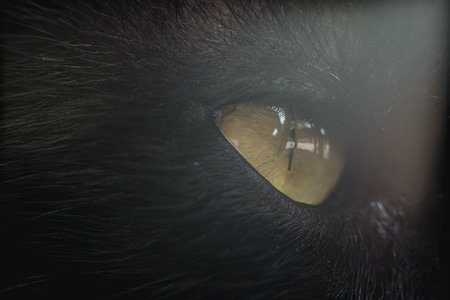 Macro shot of black cat hairs with bokeh foreground and background