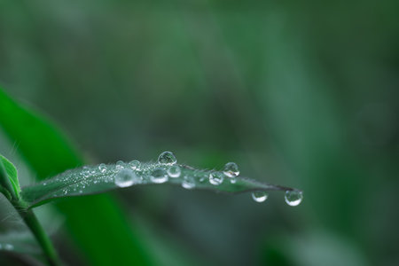 Morning dewdrops on a green leaf with bokeh background. Macro photography.