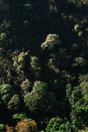 Mountain range with lush green forest. Breathtaking view of nature landscape photo for background,...