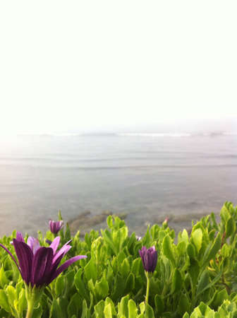 Flower on the beach