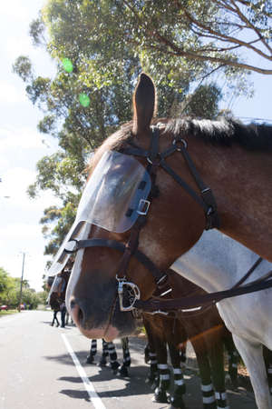 MELTON, VICTORIA/AUSTRALIA - NOVEMBER 2015: Anti Racism protesters violently clashed with reclaim australia groups rallying agsint Mulsim immigration.のeditorial素材