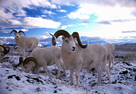 Dall sheep rams in snow, (Ovis dalli), Alaska, Denali National Park, Taken 07.96の写真素材