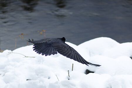 Raven flying above snow, California, Yosemite National Park, Taken 11.16の写真素材