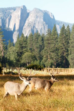 Mule deer bucks with large antlers, (Odocoileus hemionus), California, Yosemite National Park, Taken 09.14の写真素材