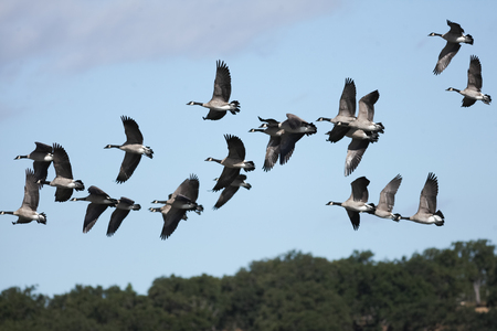 Canada geese landing, (Branta canadensis), Oregon, Ashland, Emigrant Lake, Taken 09.13