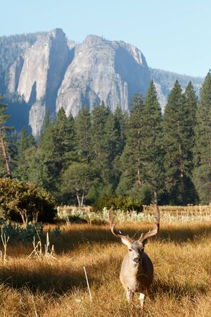 Mule deer buck in Yosemite Valley, California, Yosemite National Park, Taken 09.14の写真素材