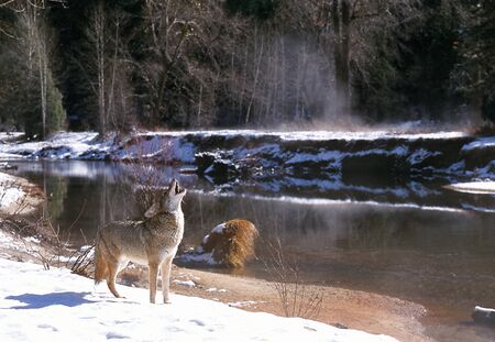 Coyote howling in snow by river (Canis latrans), California, Yosemite National Park, Merced River