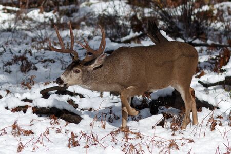 Mule deer buck with large antlers in snow, California, Yosemite National Park, Taken 11.16の写真素材
