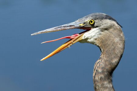 Great Blue Heron sticks out tongue, Oregon, Ashland, Ashland Pond, Taken 05.14の写真素材