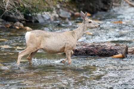 Deer crossing a stream, Wyoming, Yellowstone National Park, Taken 08.15の写真素材