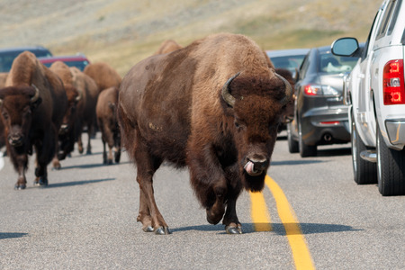 Buffalo walking on the road, Wyoming, Yellowstone National Park, Taken 08.15の写真素材