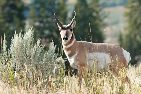 Pronghorn walking in grass, Wyoming, Yellowstone National Park, Taken 08.15
