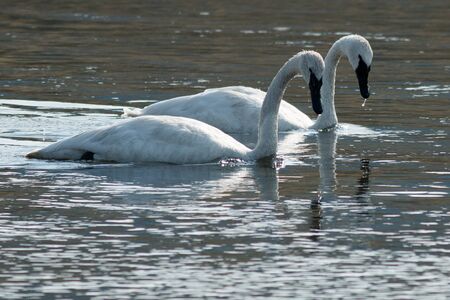 Trumpeter swans swimming, Wyoming, Yellowstone National Park, Taken 08.15の写真素材
