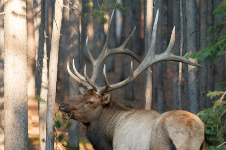 Bull elk walking in trees, Wyoming, Yellowstone National Park, Taken 08.15の写真素材