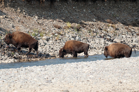 Buffalo crossing the river in Yellowstone, Wyoming, Yellowstone National Park, Taken 08.15の写真素材