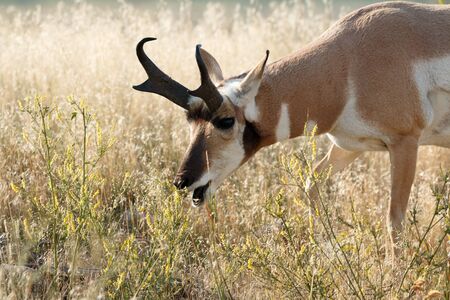 Pronghorn walking in grass, Wyoming, Yellowstone National Park, Taken 08.15の写真素材