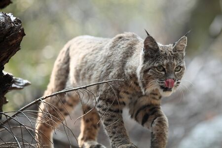 Bobcat hunting, (Lynx rufus), California, Yosemite National Park, Taken 09.13の写真素材