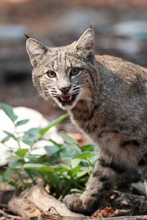 Bobcat hunting, (Lynx rufus), California, Yosemite National Park, Taken 09.13の写真素材