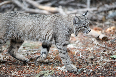 Bobcat hunting, (Lynx rufus), California, Yosemite National Park, Taken 09.13の写真素材