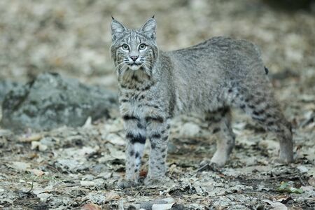 Bobcat hunting, (Lynx rufus), California, Yosemite National Park, Taken 09.13の写真素材