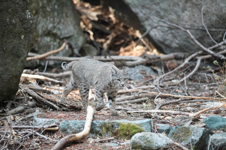 Bobcat hunting, (Lynx rufus), California, Yosemite National Park, Taken 09.13の写真素材