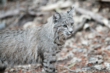 Bobcat hunting, (Lynx rufus), California, Yosemite National Park, Taken 09.13の写真素材