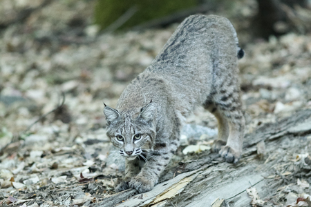 Bobcat hunting, (Lynx rufus), California, Yosemite National Park, Taken 09.13の写真素材