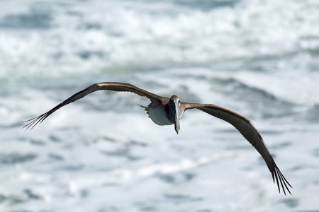 Brown Pelican soaring over ocean, California, Pismo Beach, Taken 01.14の写真素材