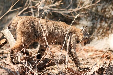 Bobcat hunting, (Lynx rufus), California, Yosemite National Park, Taken 09.13の写真素材