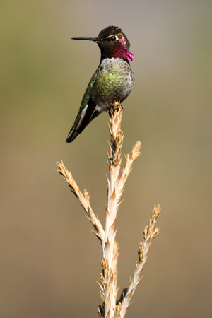Annas humming bird sitting on tree top (Calypte anna) by David Hoffmann, Oregon, Ashland, Cascade Siskiyou National Monument, Taken 03.13の写真素材