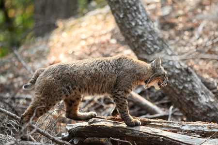 Bobcat hunting, (Lynx rufus), California, Yosemite National Park, Taken 09.13の写真素材