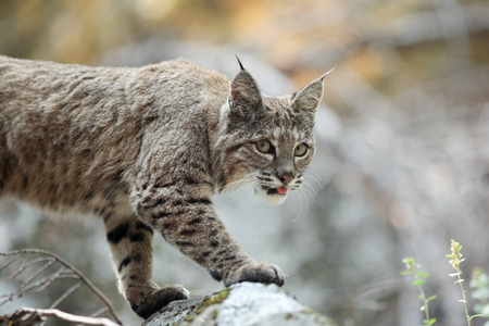 Bobcat hunting, (Lynx rufus), California, Yosemite National Park, Taken 09.13の写真素材