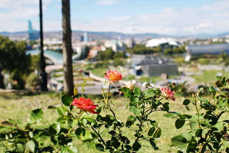 Roses on a blurry background of the panorama of the center of Tbilisiの写真素材