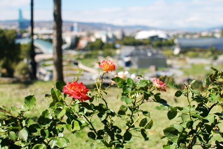 Roses on a blurry background of the panorama of the center of Tbilisiの写真素材