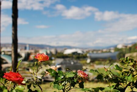 Roses on a blurry background of the panorama of the center of Tbilisiの写真素材