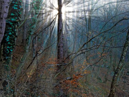 Beautifull ray of light into the forestsの写真素材