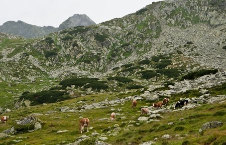 Free cow grazing on alpine pasture in Retezat mountains,Romaniaの写真素材