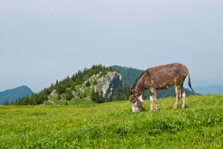 A free donkey grazing on the mountainの写真素材