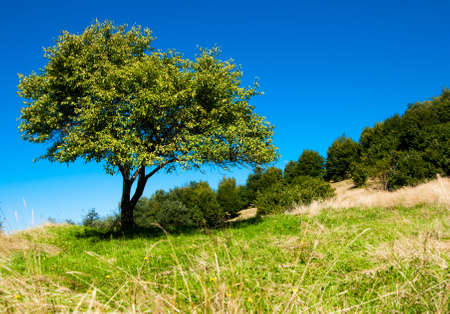 A lonely tree on green field in summer の写真素材