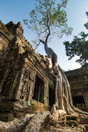 Ta Prohm, built by the Khmer King Jayavarman VII as a Mahayana Buddhist monastery and university ...