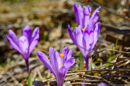 Purple Crocus flowers blooming in the spring