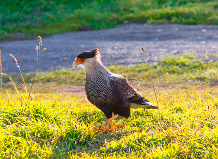 Torres del Paine, Chile, Patagonia: Bird of the Caracara or Carancho in the Torres del Paine...
